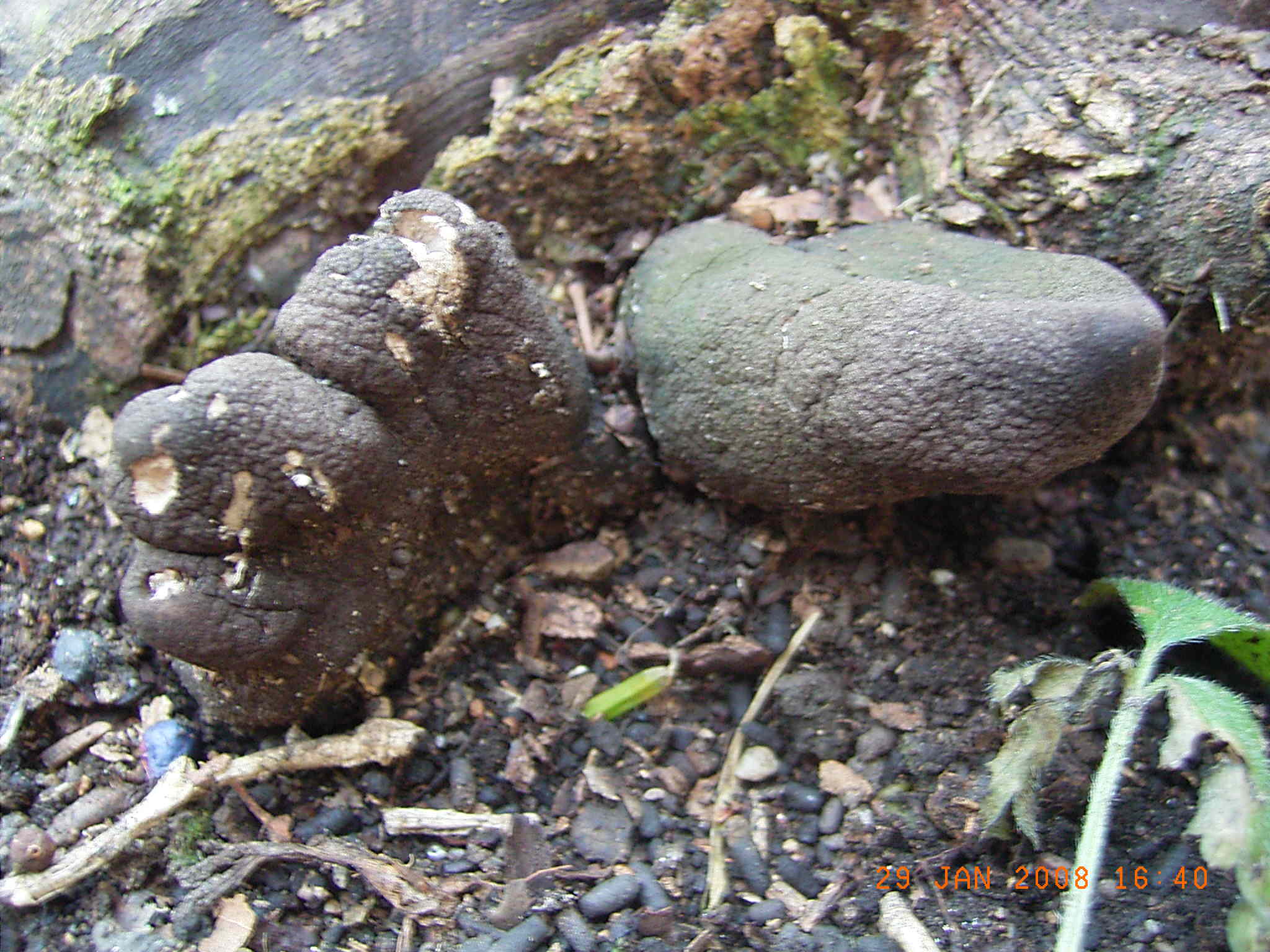 Volvariella surrecta, Psathyrella cotonea, Xylaria polimorph